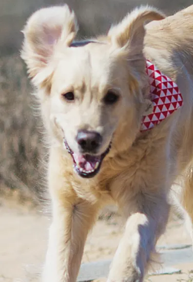 Dog running in desert